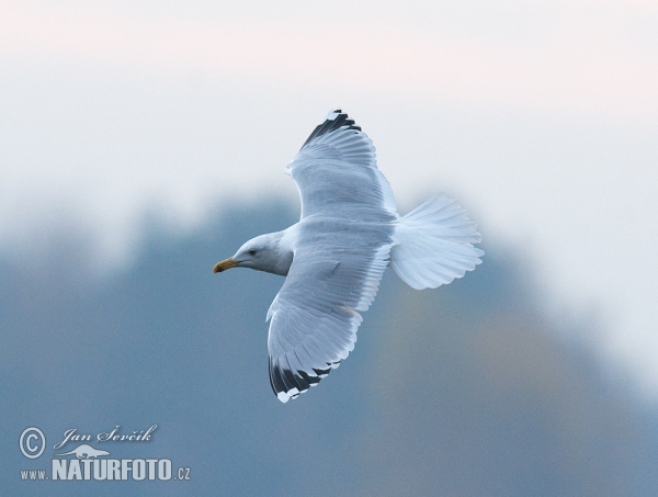 Yellow-legged Gull (Larus cachinnans)