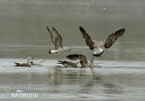 Yellow-legged Gull (Larus cachinnans)