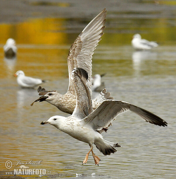 Yellow-legged Gull (Larus cachinnans)