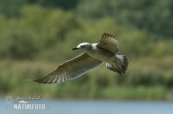 Yellow-legged Gull (Larus cachinnans)