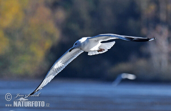 Yellow-legged Gull (Larus cachinnans)