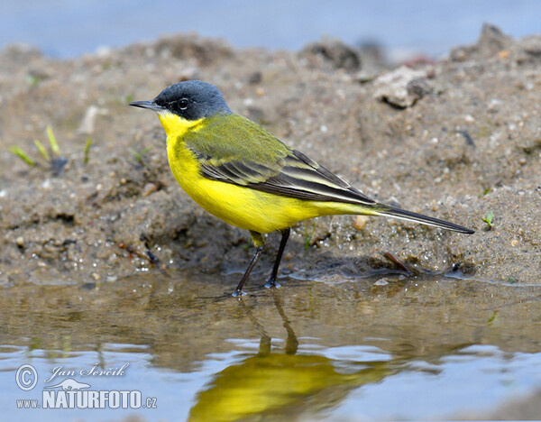 Yellow Wagtail (Motacilla flava)