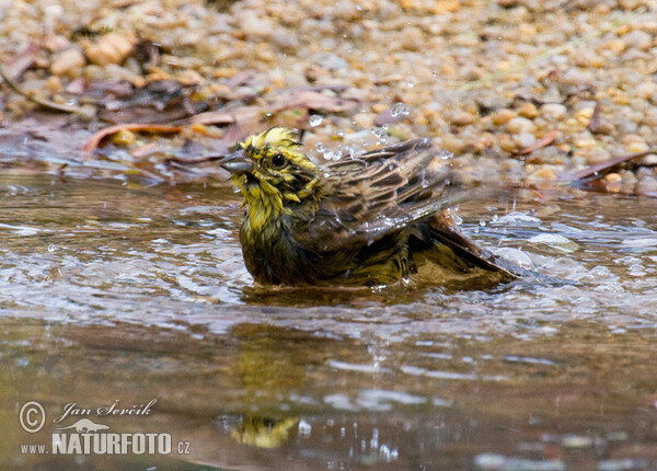 Yellowhammer (Emberiza citrinella)