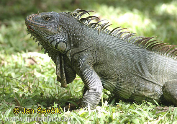 Žalioji iguana