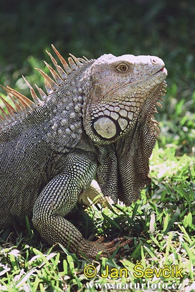 Žalioji iguana