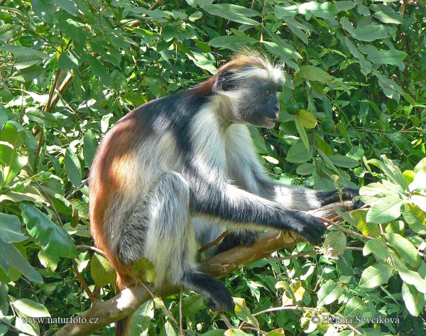 Zanzibar red colobus (Piliocolobus kirkii)