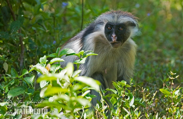 Zanzibar red colobus (Piliocolobus kirkii)