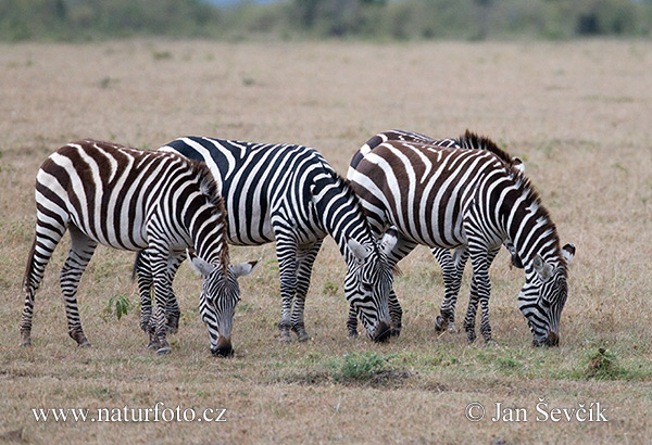 Zebra di Grant