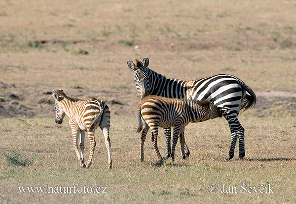 Zebra równikowa