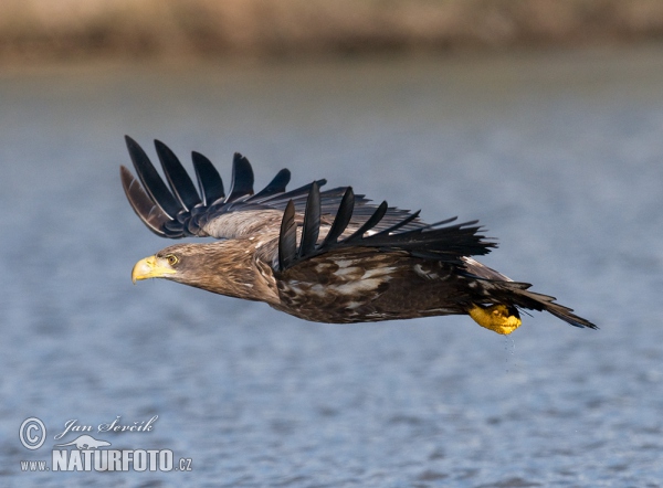 Zeearend vogel