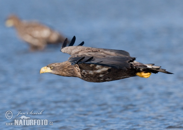 Zeearend vogel