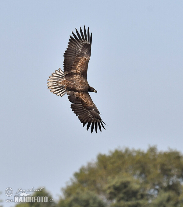 Zeearend vogel