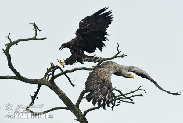 Zeearend vogel