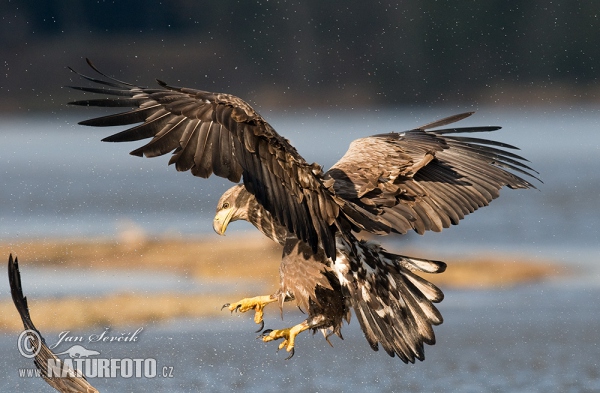 Zeearend vogel