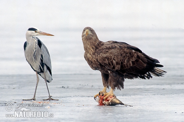 Zeearend vogel