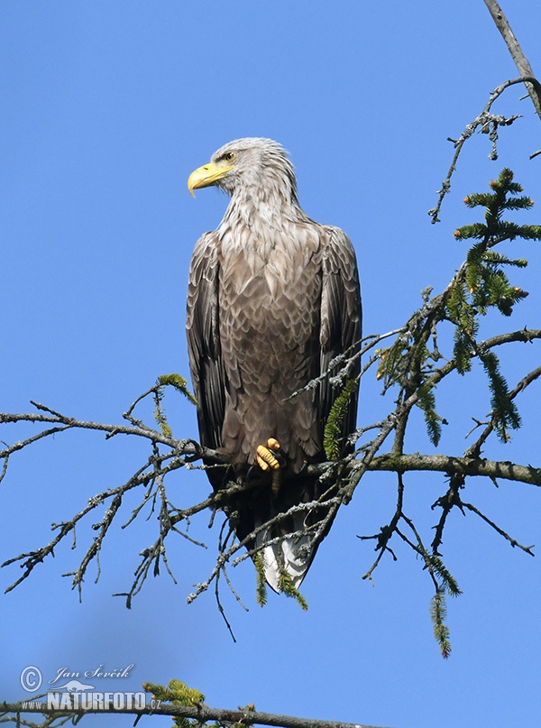 Zeearend vogel