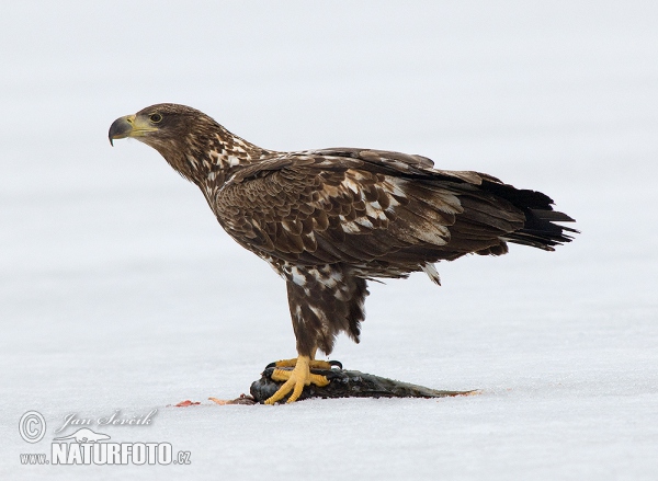 Zeearend vogel