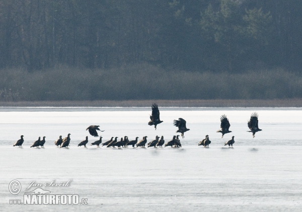 Zeearend vogel