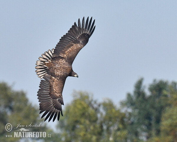 Zeearend vogel