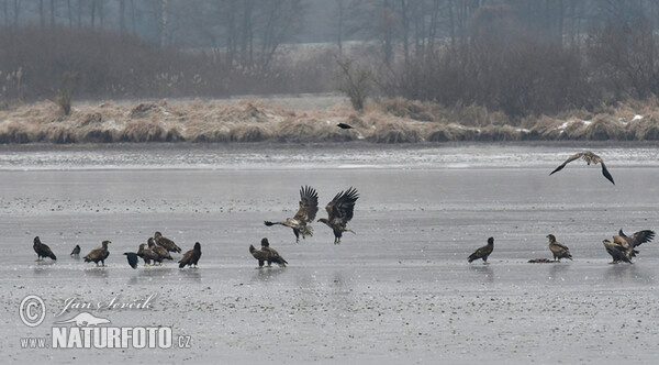 Zeearend vogel