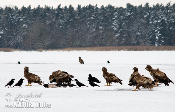 Zeearend vogel