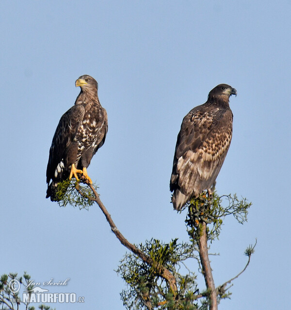 Zeearend vogel