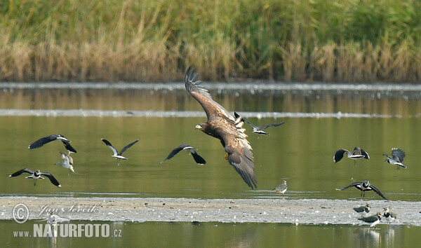 Zeearend vogel