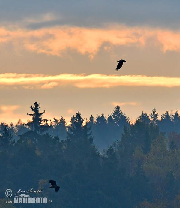 Zeearend vogel