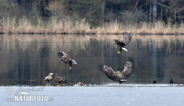 Zeearend vogel