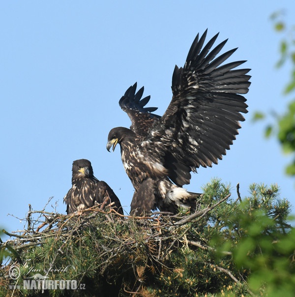 Zeearend vogel