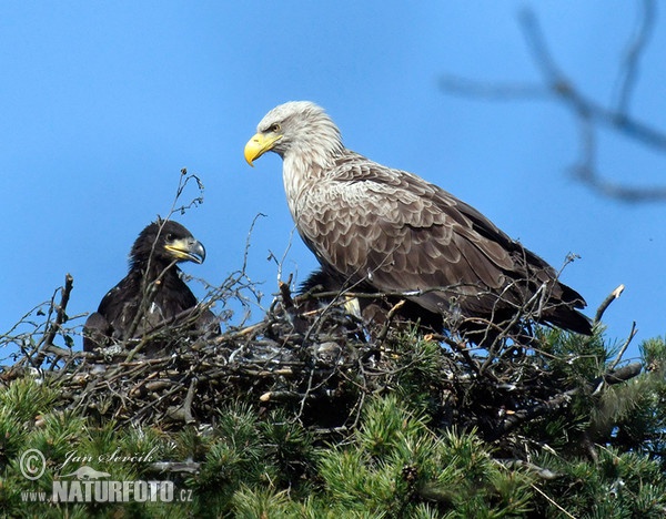 Zeearend vogel