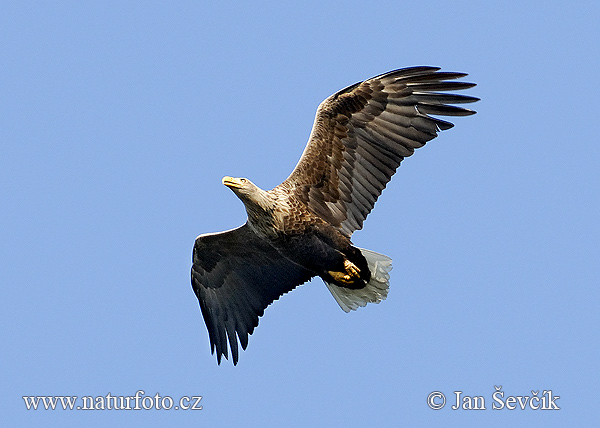 Zeearend vogel