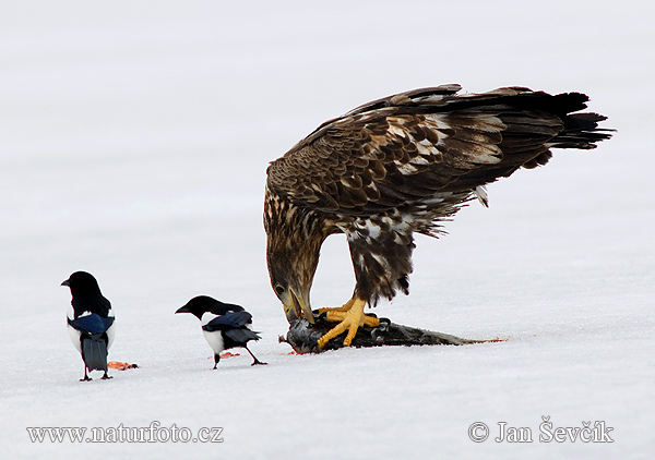 Zeearend vogel