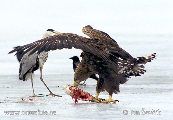 Zeearend vogel