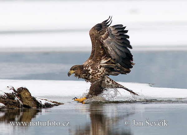 Zeearend vogel