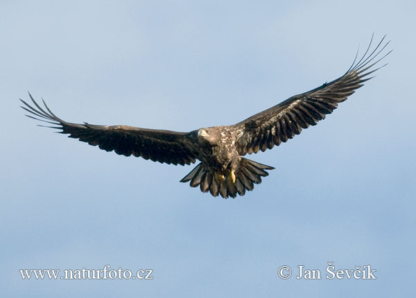 Zeearend vogel