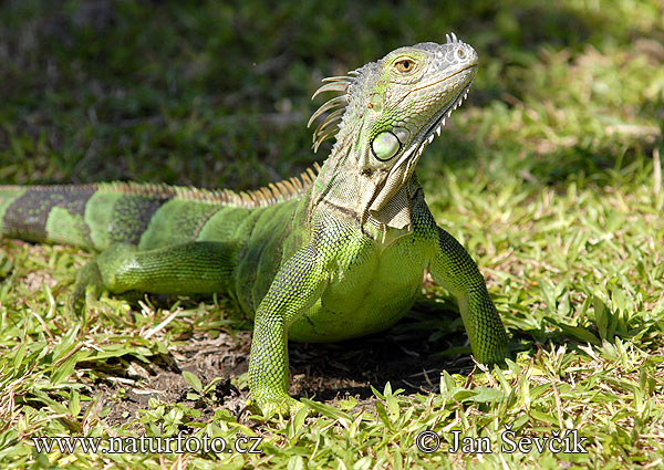 Zelena iguana