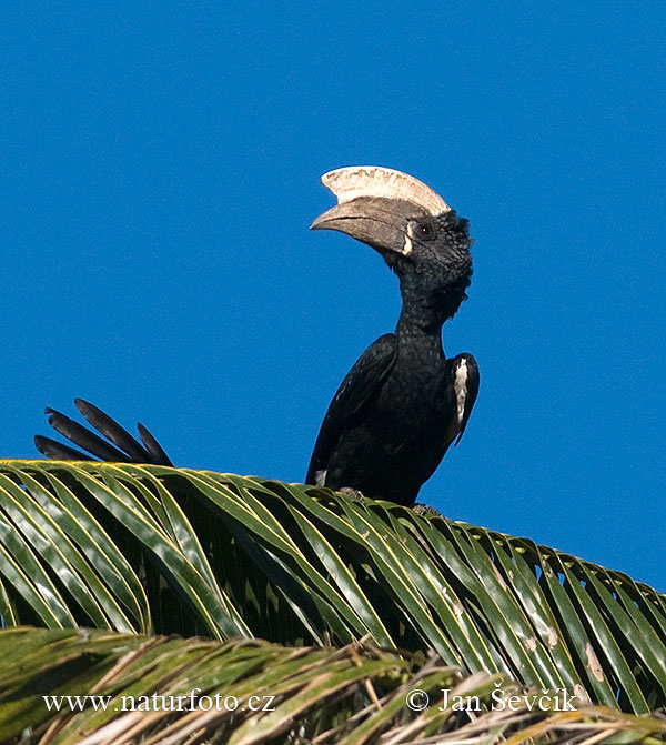 Zilveroorneushoornvogel