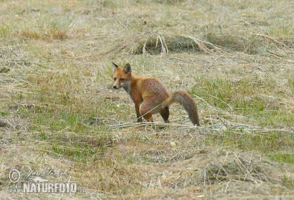 Zorro rojo o zorro común