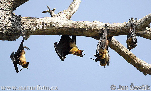 Zorro volador de la India