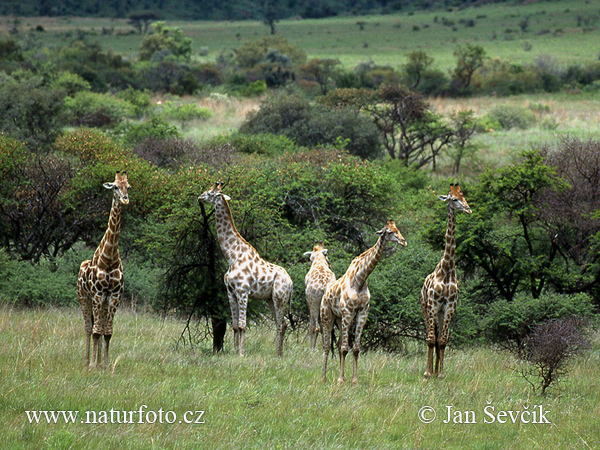 Zuidelijk Afrika