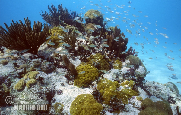 אלמוגים