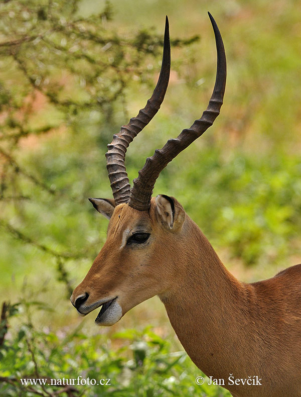 ஆப்பிரிக்கச் சிறுமான்