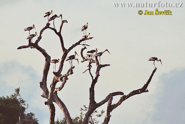 மஞ்சள் மூக்கு நாரை