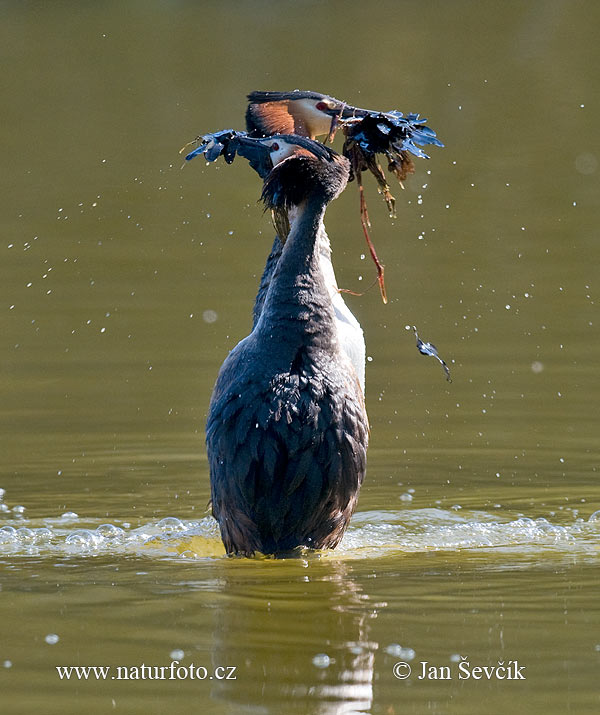 นกเป็ดผีใหญ่