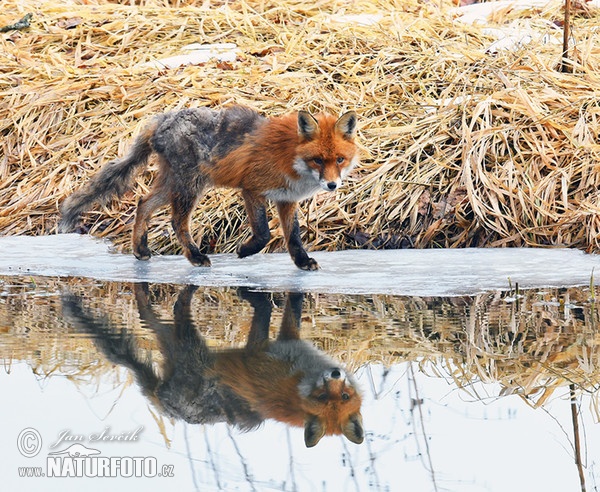 アカギツネ