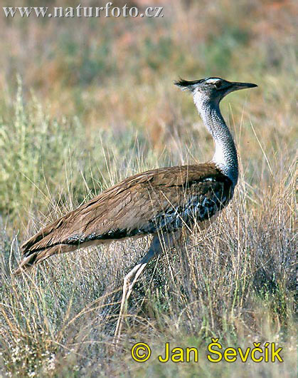 アフリカオオノガン