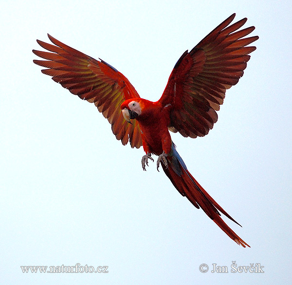 コンゴウインコ 種名