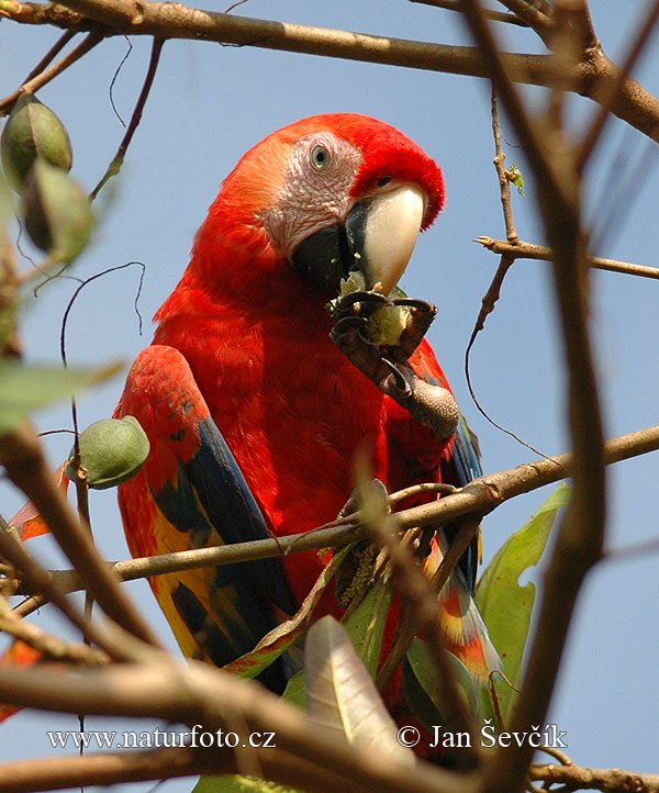 コンゴウインコ 種名