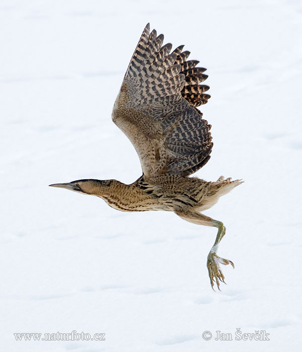 サンカノゴイ